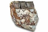 Fossil Running Rhino (Hyracodon) Jaw Section - South Dakota #281714-1